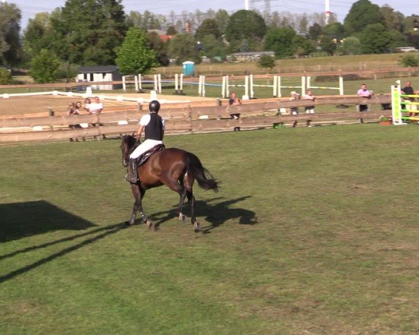 Reitturnier Pinnow 2024