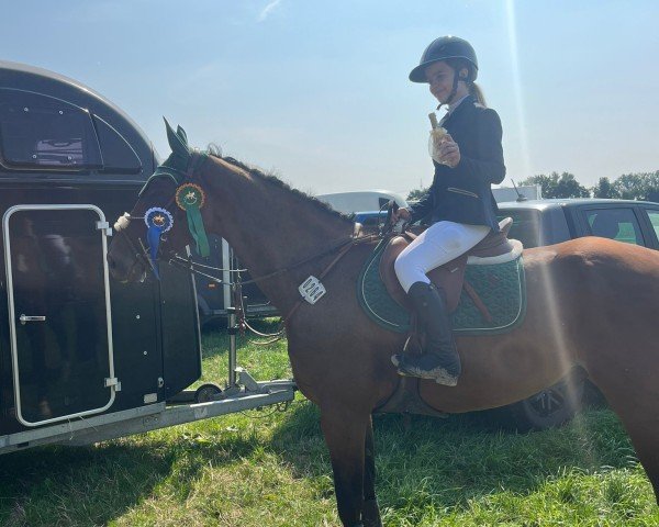 jumper Virtuose 6 (Zangersheide riding horse, 2015)