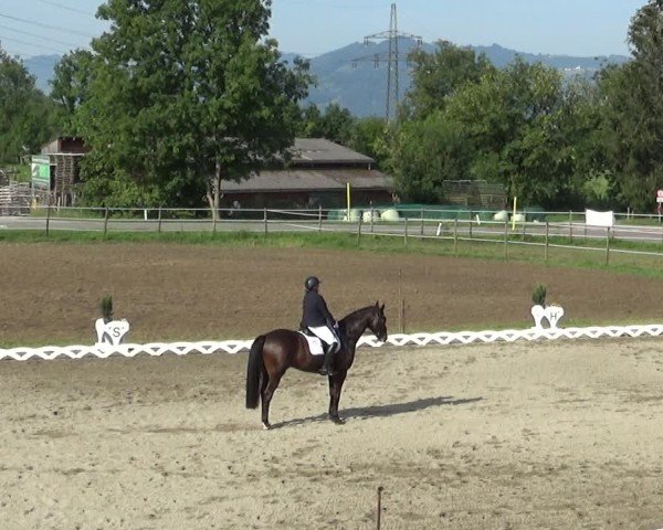 Reitturnier Dornbirn 2024