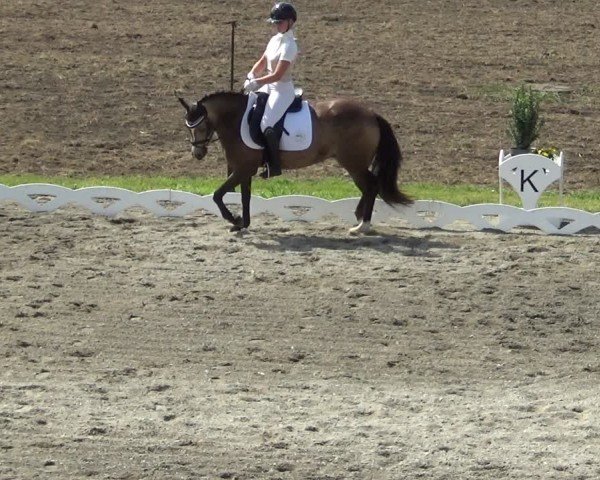 Reitturnier Dornbirn 2024