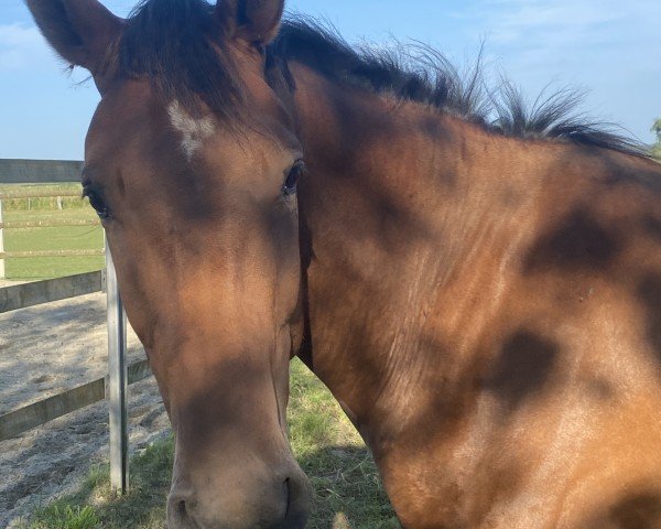 horse Phylicia T (Holsteiner, 2022, from Chinchero)