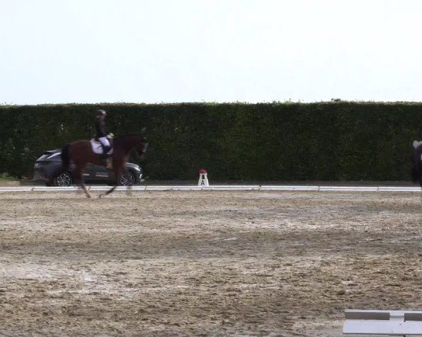 Reitturnier Ennigerloh-Neubeckum 2024
