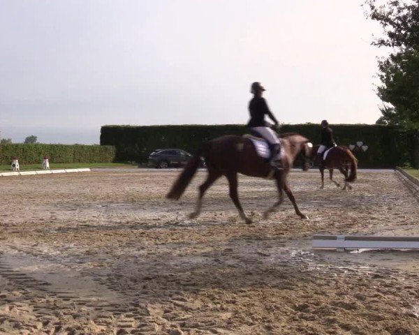 Reitturnier Ennigerloh-Neubeckum 2024