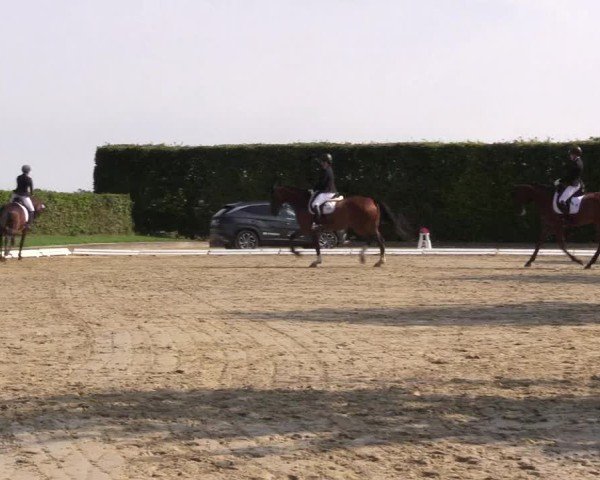 Reitturnier Ennigerloh-Neubeckum 2024