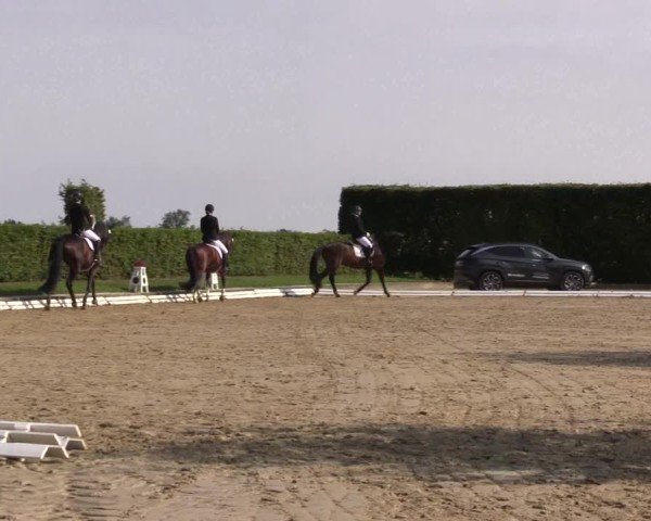 Reitturnier Ennigerloh-Neubeckum 2024