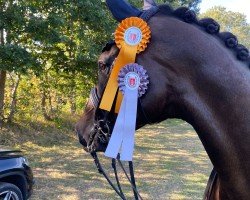 dressage horse Fitzroy (Rhinelander, 2013, from First Selection)