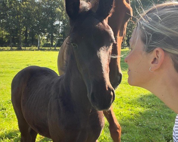 horse Fräulein Zuckerpüppchen (Westphalian, 2024, from Fürst Zonik PS)