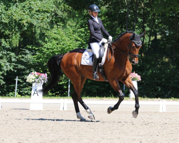 horse Fürst Fiorio (Hanoverian, 2018, from Finnigan)