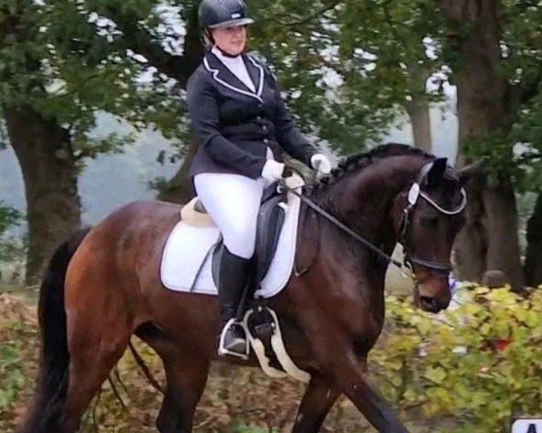 horse Finest Look 2 (Hanoverian, 2018, from Fürsten-Look)
