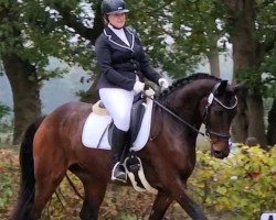 Pferd Finest Look 2 (Hannoveraner, 2018, von Fürsten-Look)