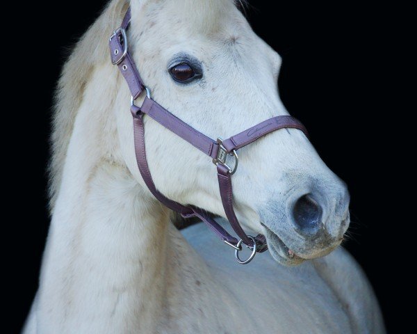 dressage horse Babe 39 (German Riding Pony, 2005, from Brillant)