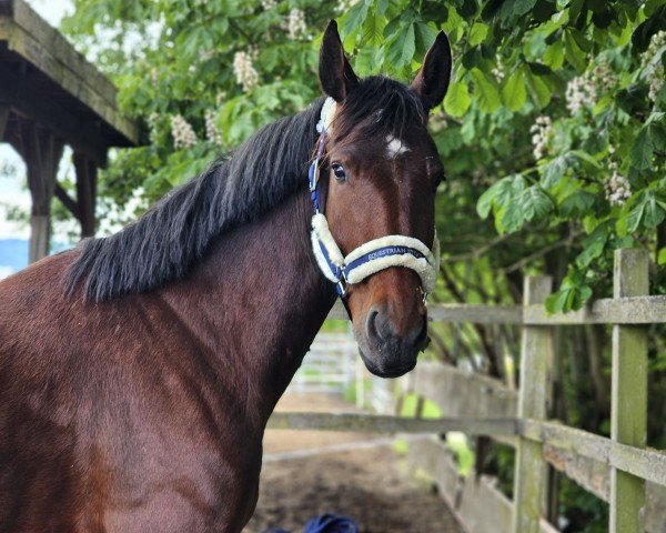dressage horse Carlo 541 (Sachs-door. Heavy Warmbl., 2018, from Cadett)