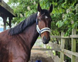 dressage horse Carlo 541 (Sachs-door. Heavy Warmbl., 2018, from Cadett)