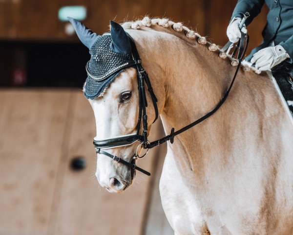 dressage horse Zazou III (Westphalian, 2018, from Zoom)