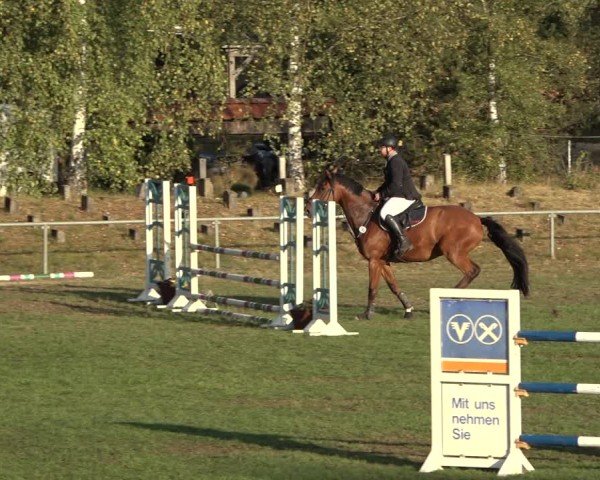 Reitturnier Dannenberg 2024
