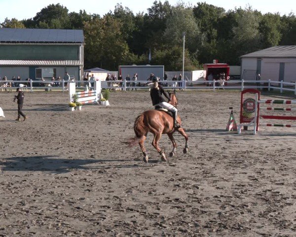 Reitturnier Springturnier Mildstedt 2024