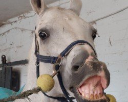 jumper Sowelas (German Sport Horse, 2005, from Lowelas)