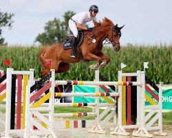 Springpferd Alisa WS (Westfale, 2014, von Assalitore)