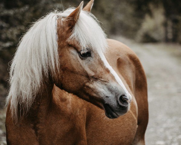 Zuchtstute Fantasia (Haflinger, 2011, von Mahatma)