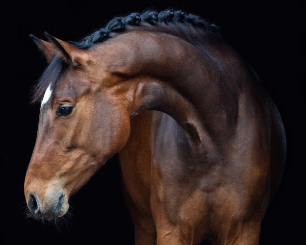 Caballo Dia Olympia (Westfaliano, 2020, de Dia Corrado)