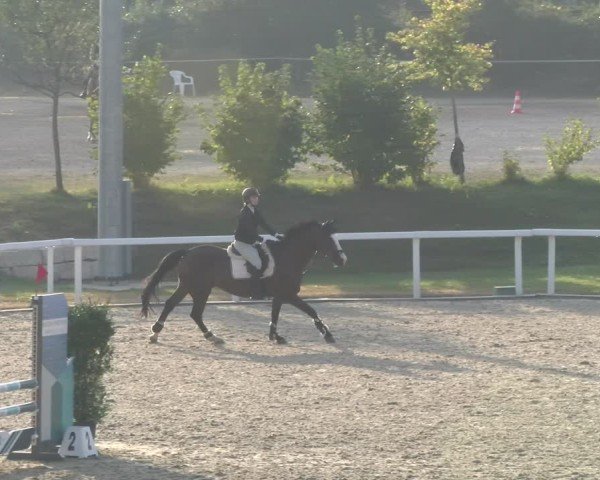 Reitturnier Bülach 2024