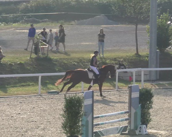 Reitturnier Bülach 2024