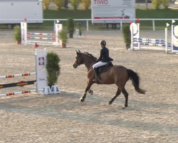 Reitturnier Bülach 2024