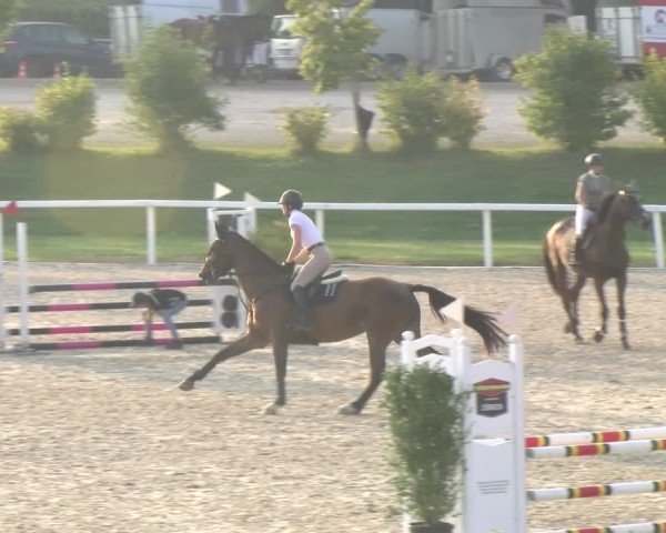 Reitturnier Bülach 2024