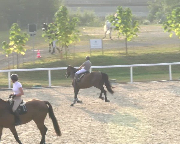 Reitturnier Bülach 2024