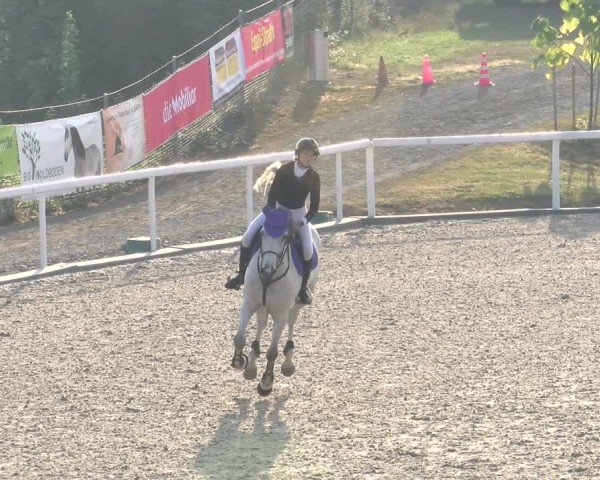 Reitturnier Bülach 2024