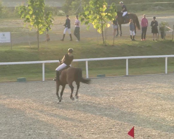 Reitturnier Bülach 2024