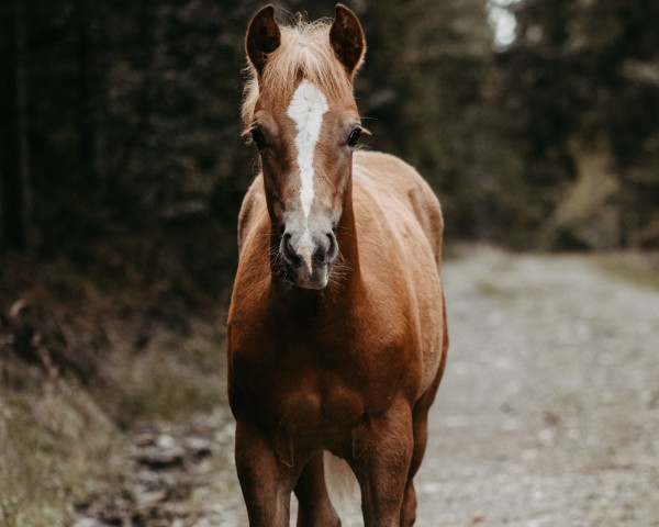 Pferd Amino (Haflinger, 2023, von Actros)