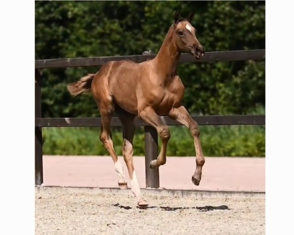 horse Undenied B (Hanoverian, 2024, from Dorian Grey BR Z)