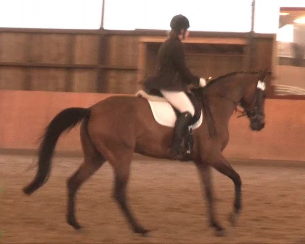 Remmighausen 2013
