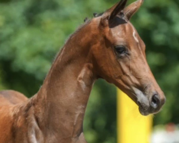horse Emandine (Hanoverian, 2024, from Escaneno)
