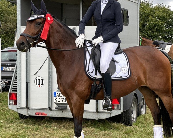 dressage horse Seventeen on Fire (Westphalian, 2016, from St. Schufro)