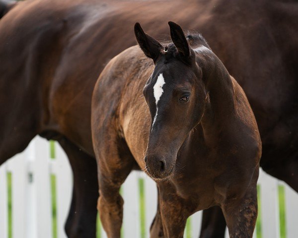 horse La Traviata (Oldenburg, 2024, from Escamillo)