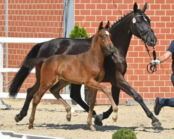 horse Hengst von Dynamic Dream / De Niro (Oldenburg, 2022, from Dynamic Dream) horse Hengst von Dynamic Dream / De Niro (Oldenburg, 2022, from Dynamic Dream)