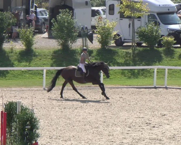 Reitturnier Bülach 2024