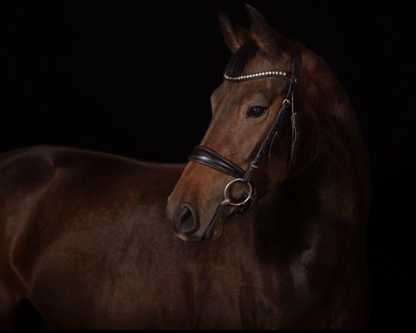Springpferd Uppsala Uschi (Deutsches Sportpferd, 2017, von Uppercut DS) Springpferd Uppsala Uschi (Deutsches Sportpferd, 2017, von Uppercut DS)