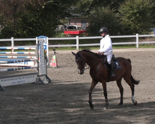 Reitturnier Springturnier Mildstedt 2024
