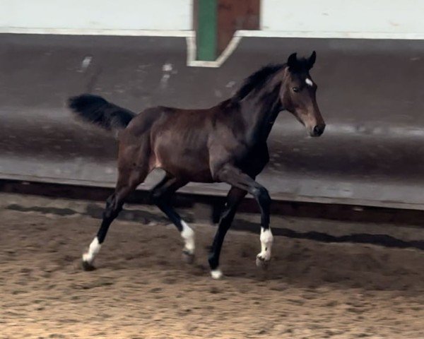 broodmare Cafe's Kandara (Oldenburg, 2024, from Cafe au lait 2)