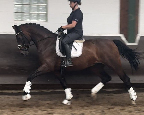 horse Cafe's Tommy (Oldenburg, 2022, from Cafe au lait 2)