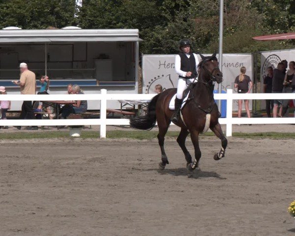 Reitturnier Springturnier Mildstedt 2024
