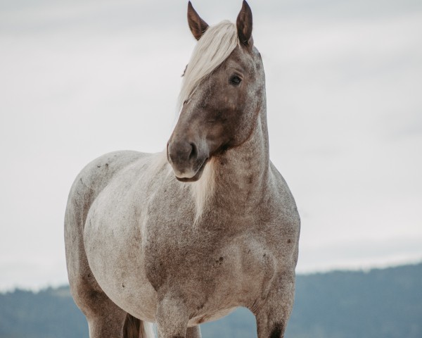 Zuchtstute Luna (Noriker, 2016, von Holstein Schaunitz XVIII)