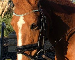 Zuchtstute Davina (Deutsches Reitpony, 2007, von HB Daylight)