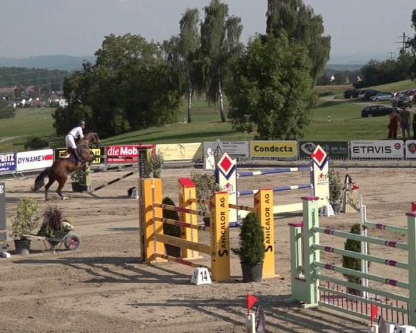 Reitturnier Humlikon 2024