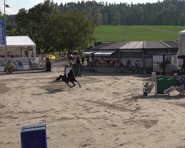 Reitturnier Humlikon 2024