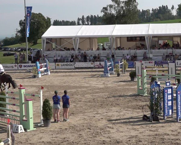 Reitturnier Humlikon 2024