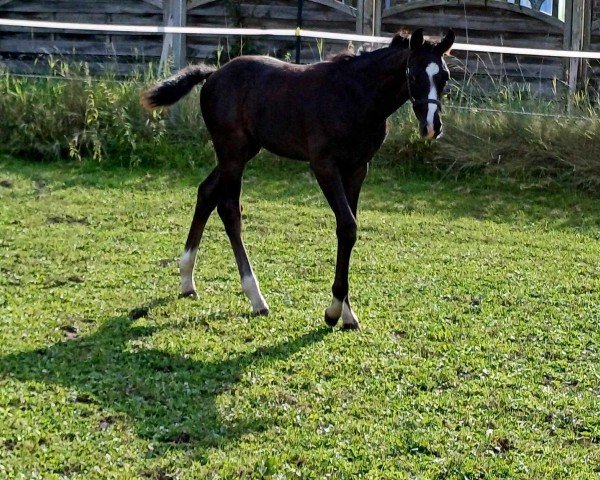 horse Fürst von Socke (Hanoverian, 2024, from Fürst Belissaro)